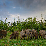 Wild boars